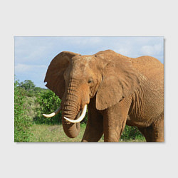 Холст прямоугольный Рыжий слон, цвет: 3D-принт — фото 2