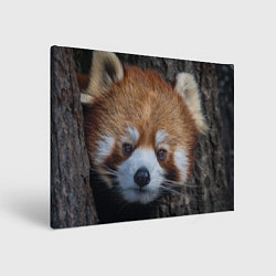 Холст прямоугольный Крaсная панда, цвет: 3D-принт
