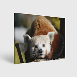 Холст прямоугольный Красная панда ждёт, цвет: 3D-принт