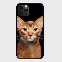 Чехол для iPhone 12 Pro Молодая абиссинская кошечка, цвет: 3D-черный