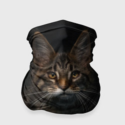 Бандана-труба Кот усатый, цвет: 3D-принт