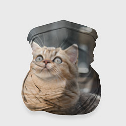 Бандана-труба Британская короткошёрстная кошка смотрит вверх, цвет: 3D-принт