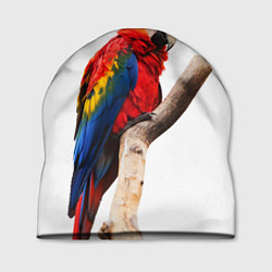Шапка Яркий попугай, цвет: 3D-принт