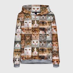 Толстовка-худи мужская Pedigreed cats, цвет: 3D-меланж