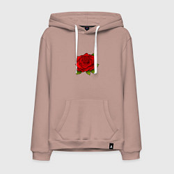 Толстовка-худи хлопковая мужская Красная роза Рисунок, цвет: пыльно-розовый