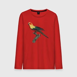 Лонгслив хлопковый мужской Попугай аратинга, цвет: красный