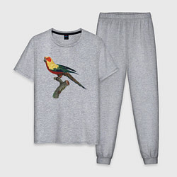Пижама хлопковая мужская Попугай аратинга, цвет: меланж