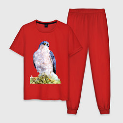 Пижама хлопковая мужская Молодой сокол, цвет: красный