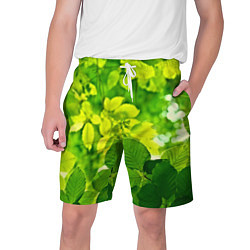 Мужские шорты Зелёные листья