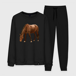Костюм хлопковый мужской Датская теплокровная лошадь, цвет: черный