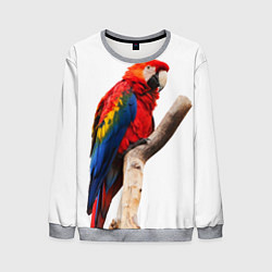 Свитшот мужской Яркий попугай, цвет: 3D-меланж