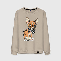 Мужской свитшот Чихуахуа с бабочкой
