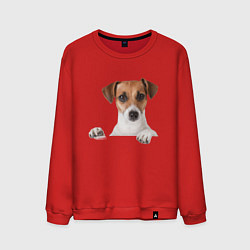 Мужской свитшот Собака