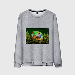 Мужской свитшот Тропическая лягушка