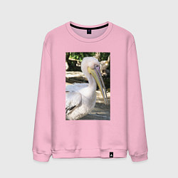 Свитшот хлопковый мужской Пеликан в природе, цвет: светло-розовый