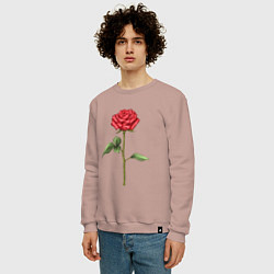Свитшот хлопковый мужской Роза красная, цвет: пыльно-розовый — фото 2