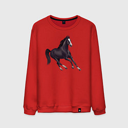 Мужской свитшот Марварская лошадь