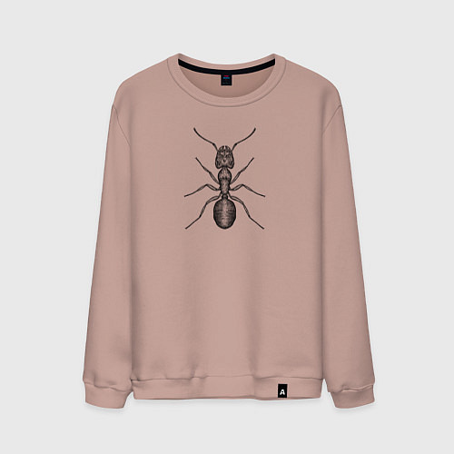 Мужской свитшот Муравей гравюра / Пыльно-розовый – фото 1
