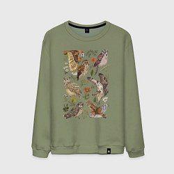 Мужской свитшот Разные совы и цветы