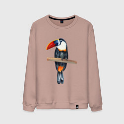 Мужской свитшот Тукан на толстой ветке