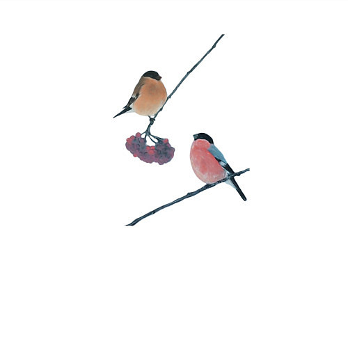 Мужской свитшот Снегири на ветке рябины / Белый – фото 3