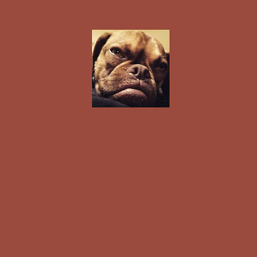 Мужской свитшот Сердитый Песик / Кирпичный – фото 3