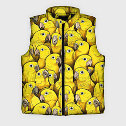 Мужской жилет Попугаи, цвет: 3D-черный