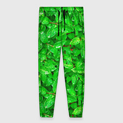 Брюки женские Зелёные листья - текстура, цвет: 3D-принт