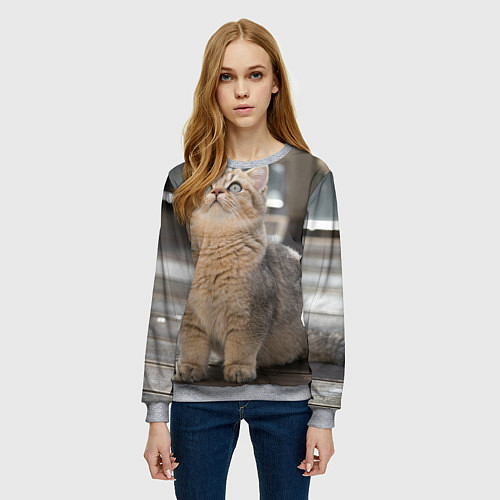 Женский свитшот Британская короткошёрстная кошка смотрит вверх / 3D-Меланж – фото 3
