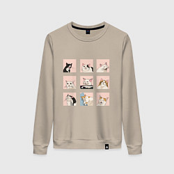 Свитшот хлопковый женский Мемные коты, цвет: миндальный