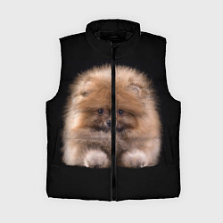 Женский жилет Рыжий Шпиц, цвет: 3D-черный
